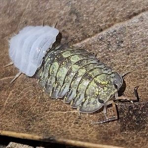 Meet your Posher, Joy